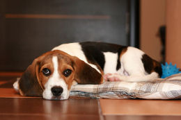 Photographing Dogs